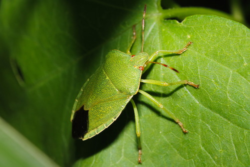 Green Shield Bug