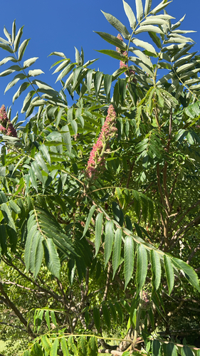 staghorn sumac