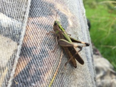 Aiolopus thalassinus