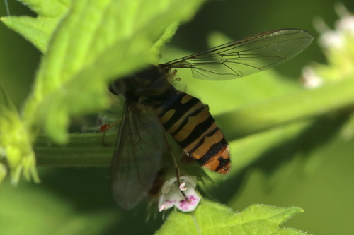 Marmalade Hover Fly