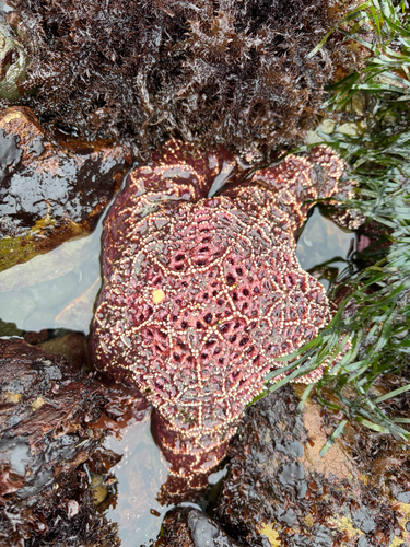 iNaturalist observation photo of Ochre Sea Star