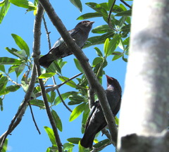 Eurystomus orientalis pacificus