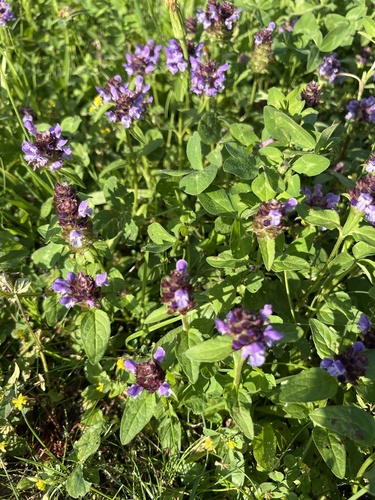 common selfheal