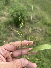 Urochloa fusca, photograph (c) Sam Kieschnick, some rights reserved (CC BY)