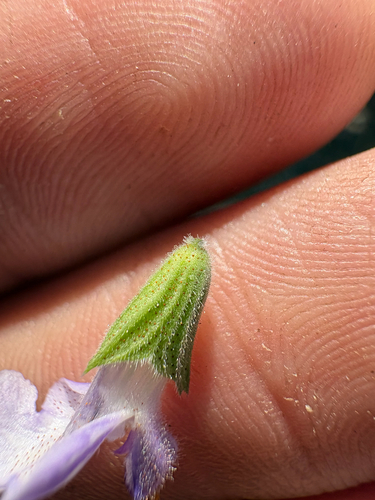 Salvia urticifolia, photograph 6