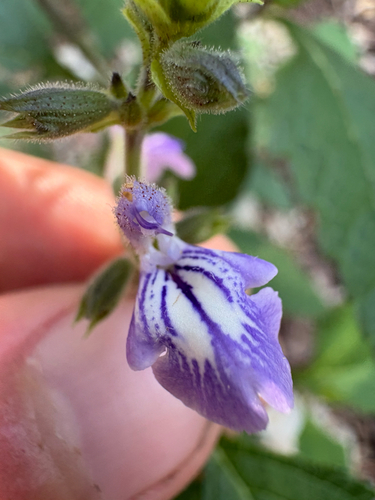 Salvia urticifolia, photograph 4