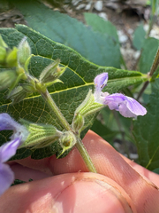 author not stated, no rights reserved Salvia urticifolia, photograph author not stated, no rights reserved