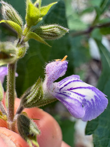 Salvia urticifolia, photograph 5