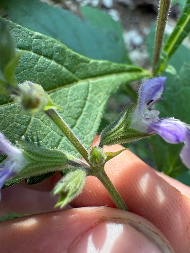 Salvia urticifolia, photograph 3