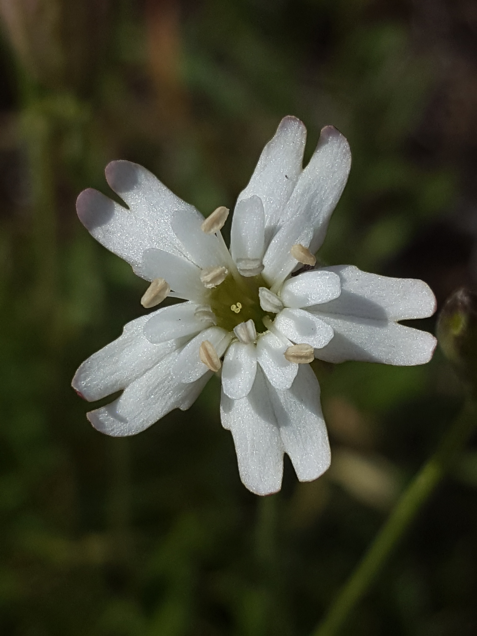 Silene douglasii var. douglasii