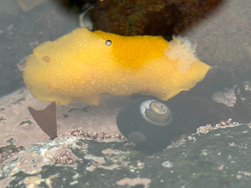 iNaturalist observation photo of White-speckled Dorid