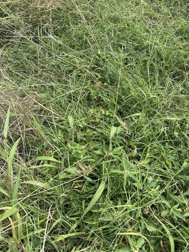 Urochloa fusca, photograph 4