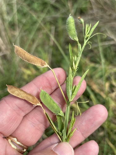 Lathyrus hirsutus, photograph 1