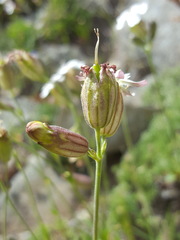 Silene douglasii douglasii