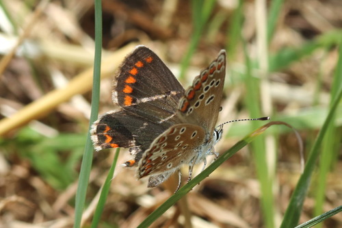 Brown Argus