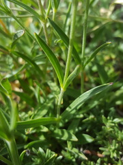 Silene douglasii douglasii