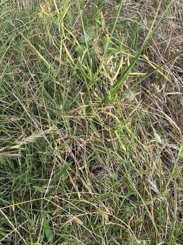Lathyrus hirsutus, photograph 2