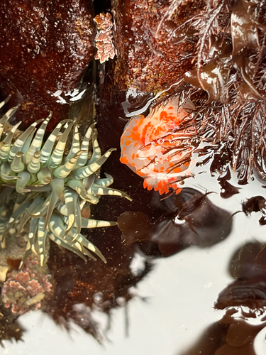 iNaturalist observation photo of Clown Dorid