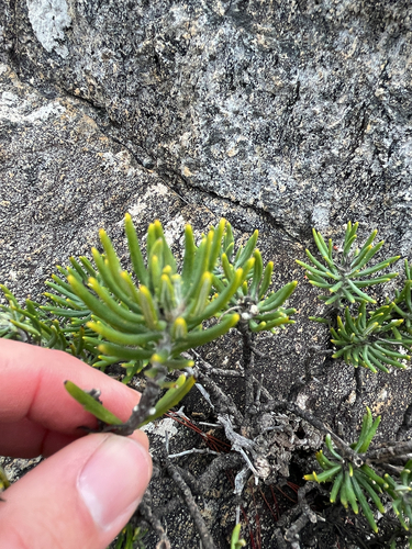 Heterolepis aliena, photograph 2