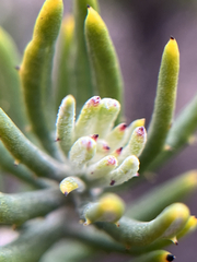 Heterolepis aliena, photograph (c) André Deschodt, some rights reserved (CC BY)