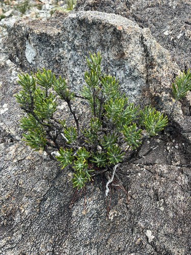 Heterolepis aliena, photograph 1