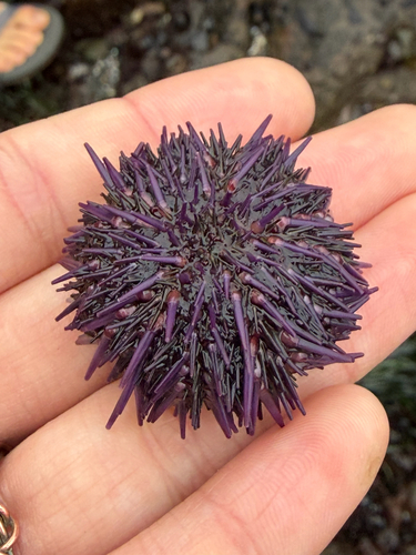 iNaturalist observation photo of Pacific Purple Sea Urchin