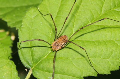 Canestrini's Harvestman