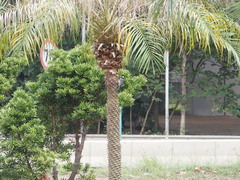 Parus minor commixtus