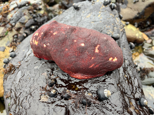 iNaturalist observation photo of Gumboot Chiton