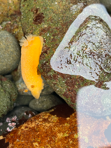 iNaturalist observation photo of White-spotted Sea Goddess