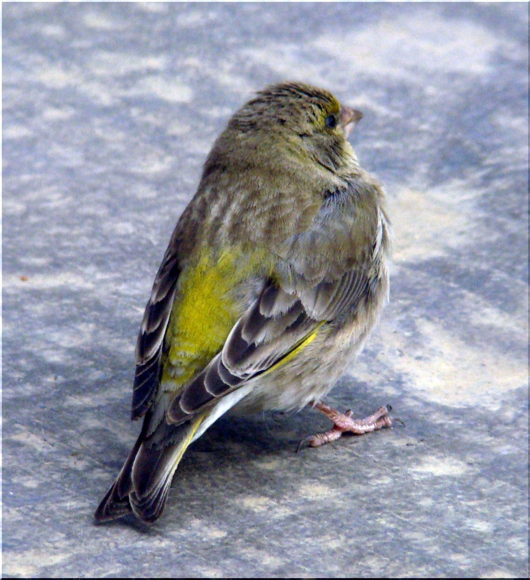 European Greenfinch