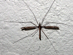 Tipula nova