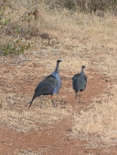 Vulturine Guineafowl (Acryllium vulturinum), photo 4