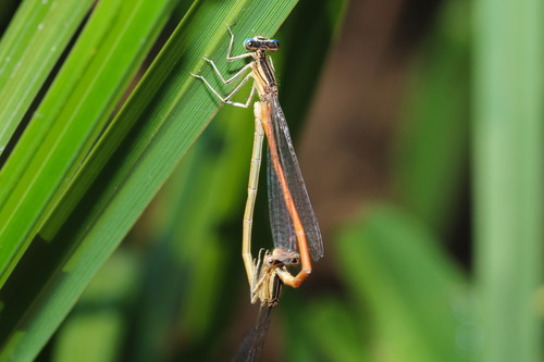 Orange Featherleg