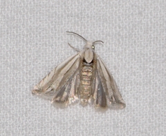 Eucosma striatana