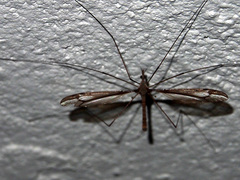 Tipula nova