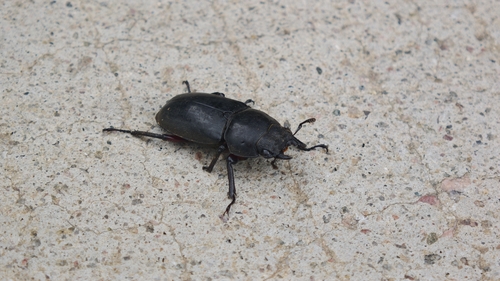 Dorcus rubrofemoratus