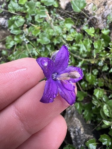 Campanula arvatica, photograph 3