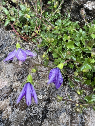 Campanula arvatica, photograph 2