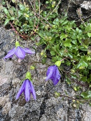 Campanula arvatica, photograph (c) Hannah Rogers, some rights reserved (CC BY)