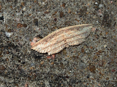 Hyposada hydrocampata