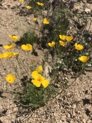 Eschscholzia androuxii
