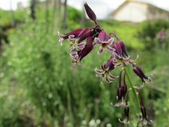 Caulanthus heterophyllus