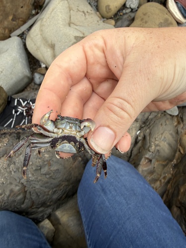 iNaturalist observation photo of Striped Shore Crab
