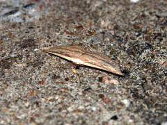Hyposada hydrocampata