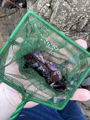 iNaturalist observation photo of Purple Shore Crab