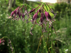 Caulanthus heterophyllus