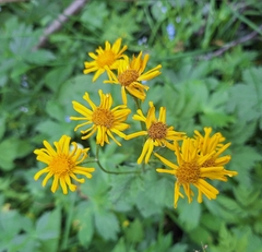 Jacobaea subalpina, photograph author not stated, no rights reserved