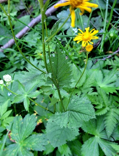 Jacobaea subalpina, photograph 4