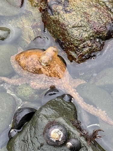 iNaturalist observation photo of East Pacific Red Octopus